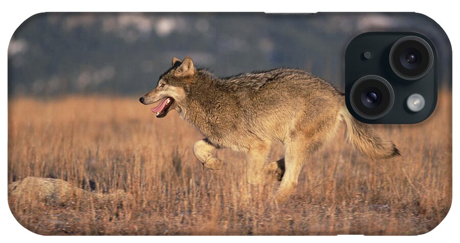 Feb0514 iPhone Case featuring the photograph Timber Wolf Running Colorado by Konrad Wothe