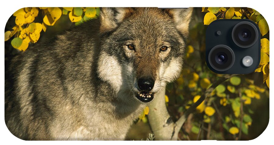 Feb0514 iPhone Case featuring the photograph Timber Wolf Teton Valley Idaho by Tom Vezo