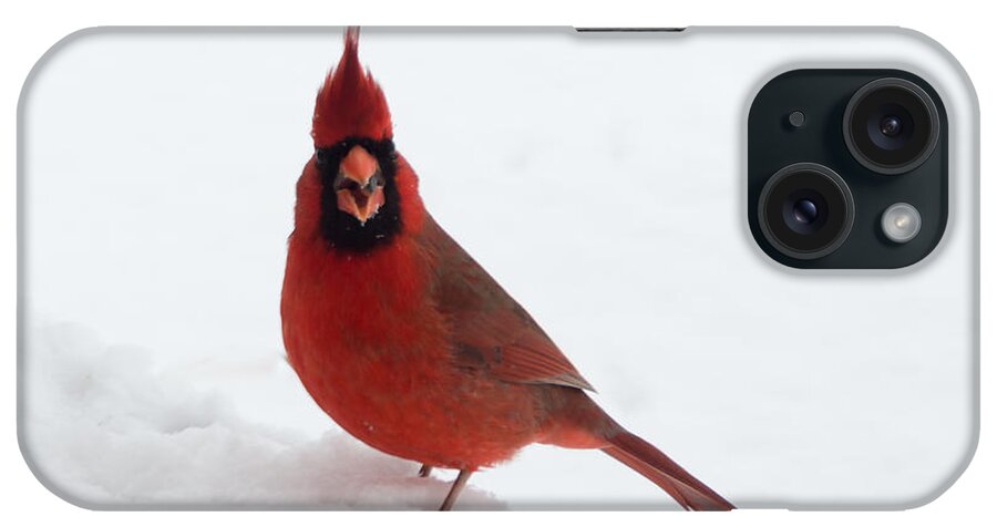 Jan Holden iPhone Case featuring the photograph Tiny Cardinal in the Snow by Holden The Moment