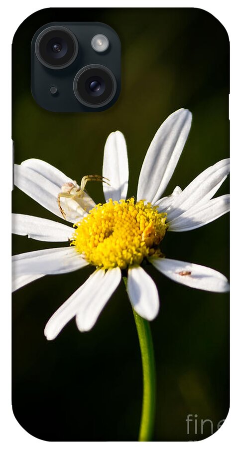 Flower iPhone Case featuring the photograph Tiny Daisy and Crab Spider by Ms Judi