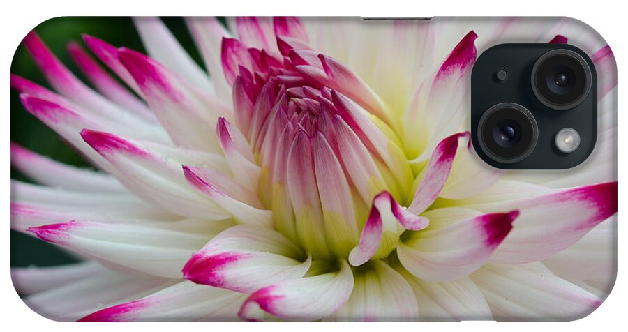 Dahlia iPhone Case featuring the photograph Tips by Kathy Paynter