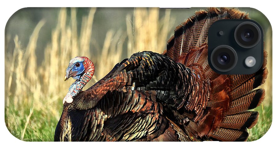Turkey iPhone Case featuring the photograph Tom Turkey by Jaki Miller