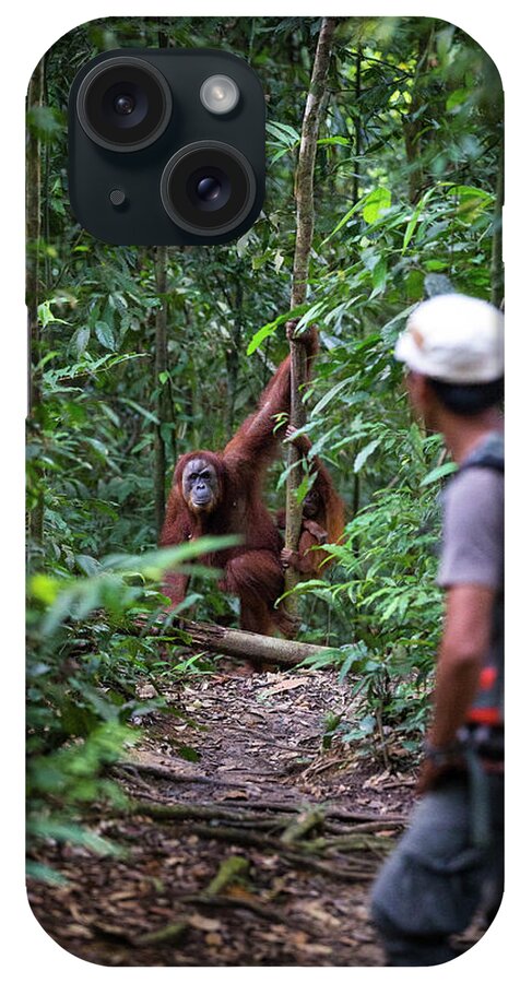 Pongo Abelii iPhone Case featuring the photograph Tour Guide Looking At Female Sumatran by Matt Stirn