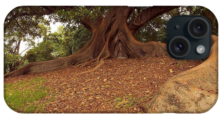 Australia iPhone Case featuring the photograph Tree at Royal Botanic Garden by Stuart Litoff