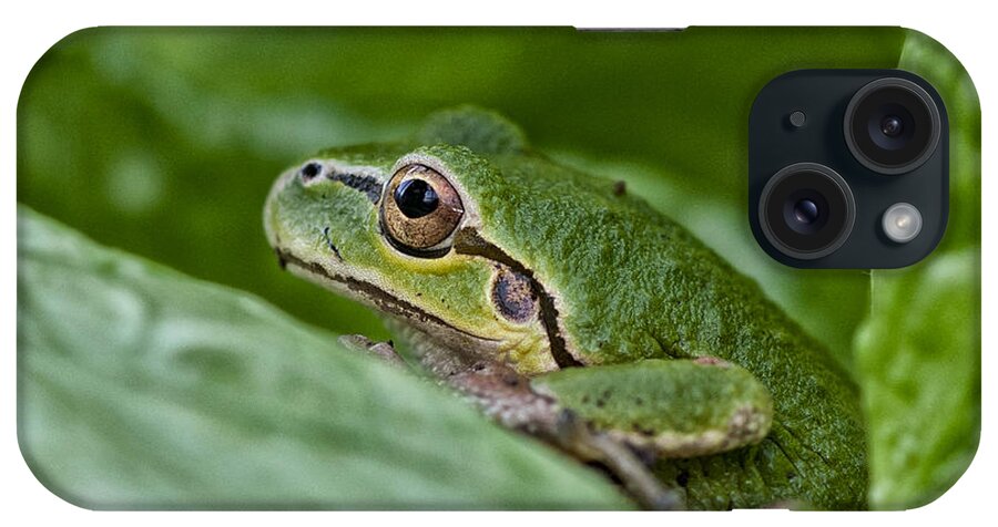 Betty Depee iPhone Case featuring the photograph Tree Frog by Betty Depee