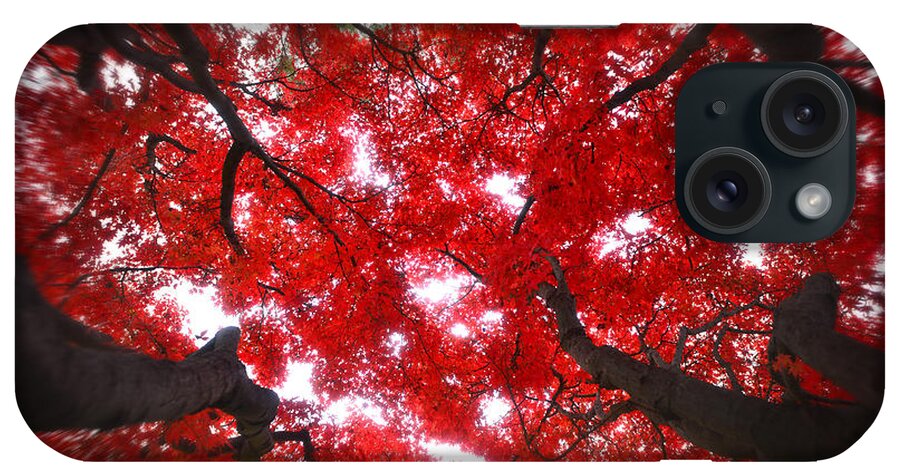 Tree iPhone Case featuring the photograph Tree Light - Maple Leaves Fall Autumn Red by Jon Holiday