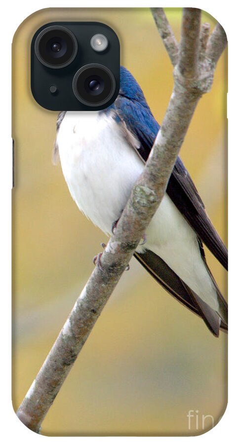 Tree Swallow iPhone Case featuring the photograph Tree Swallow by John Greco