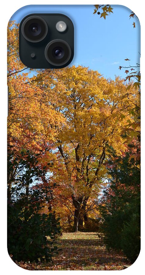 Fall Leaves On Trees Changing Colors In Front Of Blue Sky iPhone Case featuring the photograph Trees in Fall by Kenneth Cole