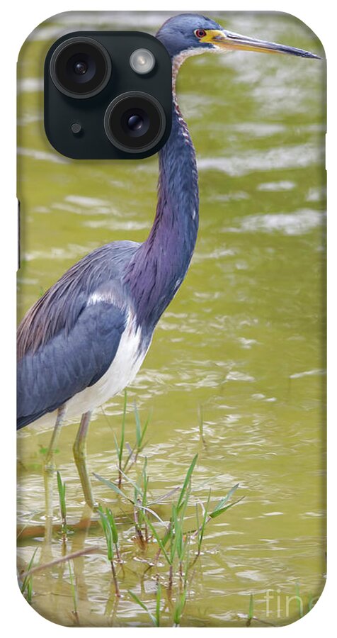 Tri Colored iPhone Case featuring the photograph Tri Colored In Lake by Deborah Benoit