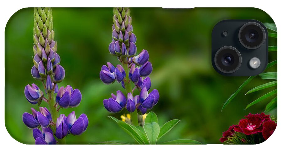 Lupine iPhone Case featuring the photograph Trio by Darylann Leonard Photography