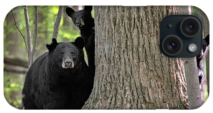 Black Bear iPhone Case featuring the photograph Trio by Dawn J Benko