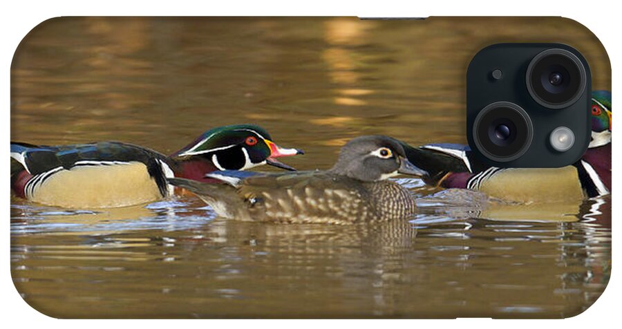 Duck iPhone Case featuring the photograph Trio by Jim E Johnson