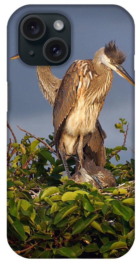 Water Bird iPhone Case featuring the photograph Trio of Blue Heron Chicks by Leda Robertson
