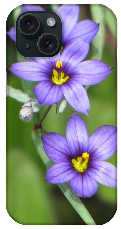 Wildflower iPhone Case featuring the photograph Triple Purple by MTBobbins Photography