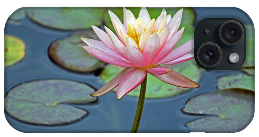 Flower iPhone Case featuring the photograph Tropical Pink Lily by Cynthia Guinn