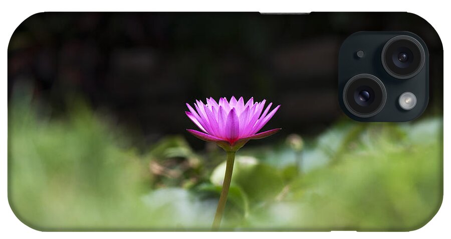 Nymphaea iPhone Case featuring the photograph Tropical Water Lily by Tim Gainey
