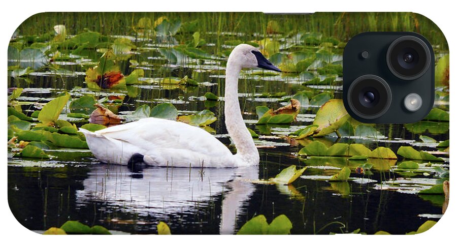 Alaska iPhone Case featuring the photograph Trumpeter Swan Swimming In Lily Pods by Michel Hersen