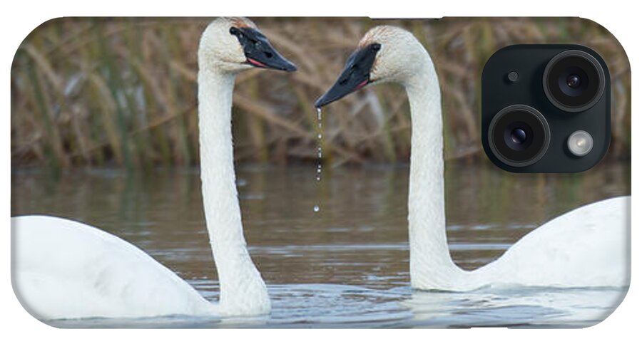 Wildlife iPhone Case featuring the photograph Trumpeter Swans by Kevin Dietrich