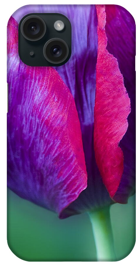 Tulip Print iPhone Case featuring the photograph Tulip Bright by Diane Fifield