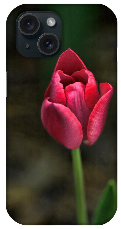 Tulip iPhone Case featuring the photograph Tulip by David Armstrong