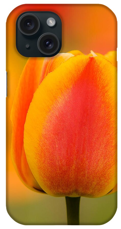 Tulip iPhone Case featuring the photograph Tulip Gold by Robert Clifford