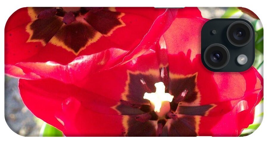 Beautiful Red Tulips From The Spring. iPhone Case featuring the photograph Tulip Harmony by Belinda Lee