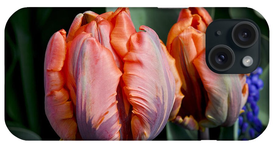 Irene Parrot iPhone Case featuring the photograph Irene Parrot Tulips by Bob VonDrachek