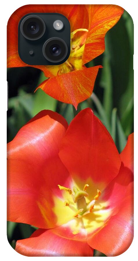 Tulip iPhone Case featuring the photograph Tulips - Desire 03 by Pamela Critchlow