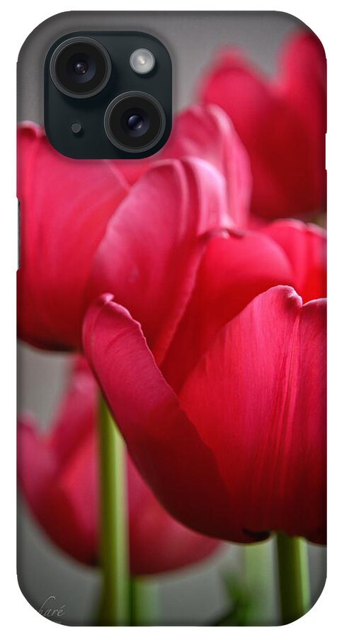 Pink Tulips iPhone Case featuring the photograph Tulips in the Morning Light by Mary Machare