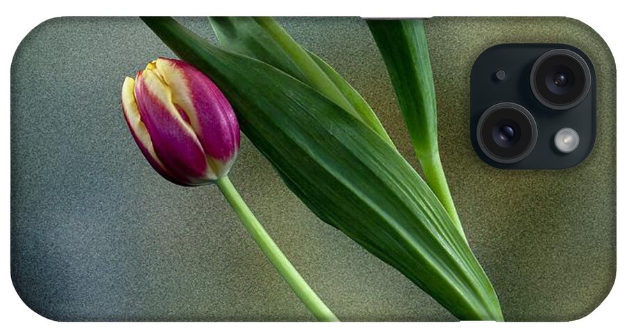 Flowers iPhone Case featuring the photograph Tulips by Shirley Mangini