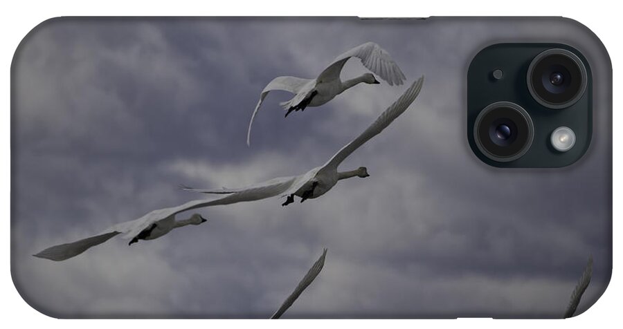 Tundra Swan (cygnus Columbianus) iPhone Case featuring the photograph Tundra Swans Taking Flight 1 by Thomas Young