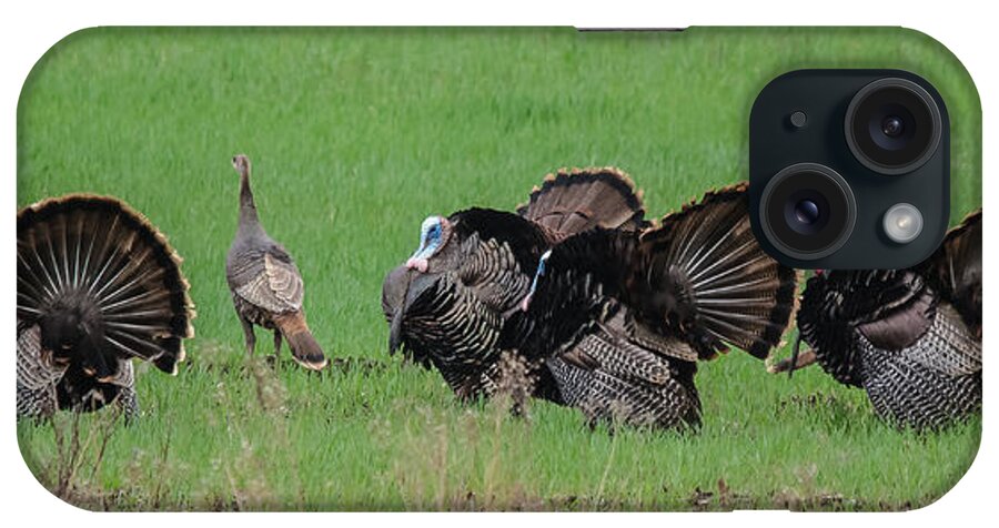 Landscape iPhone Case featuring the photograph Turkey Mating Ritual by Cheryl Baxter