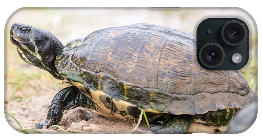Adorable iPhone Case featuring the photograph Turtles Feedign On The Beach by Alex Grichenko