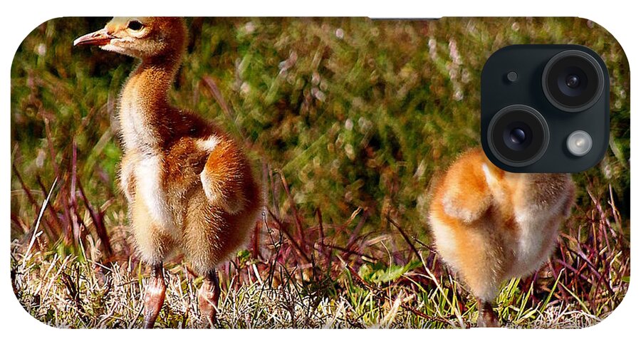 Fine Art Photograph iPhone Case featuring the photograph Twin SandHill Chicks 000 by Christopher Mercer