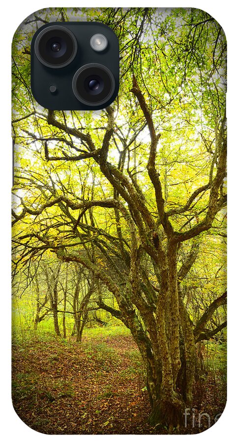 Autumnr iPhone Case featuring the photograph Twisted Thorn Tree by Thomas R Fletcher