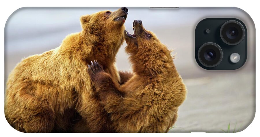 Brown Bear iPhone Case featuring the photograph Two Brown Bears Fighting On A Beach At by Richard Wear / Design Pics