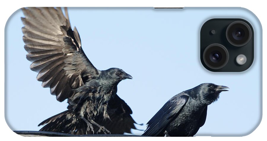 Crow iPhone Case featuring the photograph Two Crows on a wire by Bradford Martin