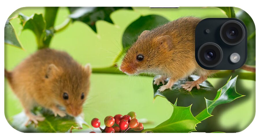 Mouse iPhone Case featuring the photograph Two Harvest Mice at Christmas by Louise Heusinkveld