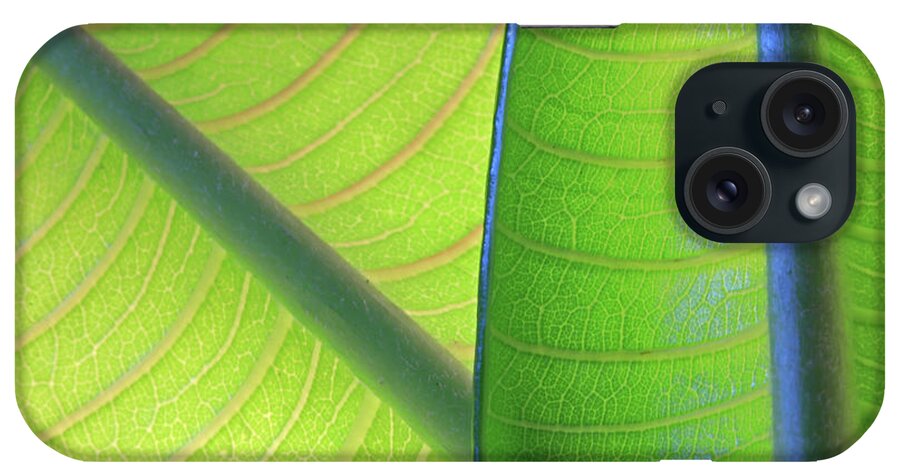 Tropical Tree iPhone Case featuring the photograph Two Young Plumeria Leaves Backlit Shows by Zen Rial