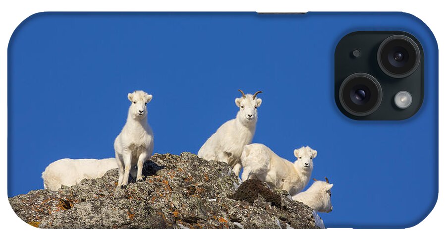 Adult iPhone Case featuring the photograph Under The Blues Skies of Winter by Tim Grams