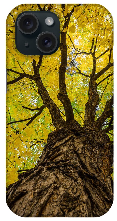 Under The Yellow Canopy iPhone Case featuring the photograph Under the Yellow Canopy by Debra Martz
