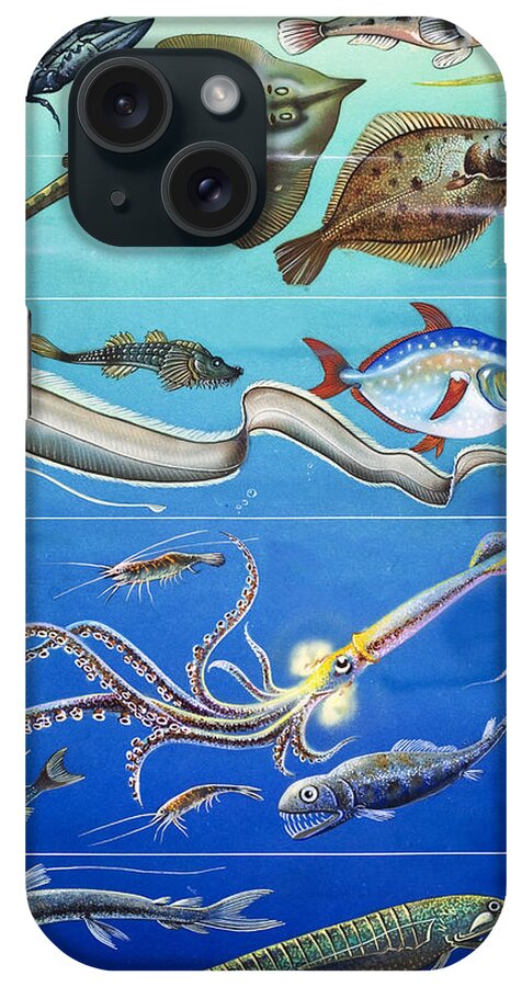Sea iPhone Case featuring the painting Underwater Creatures Montage by English School