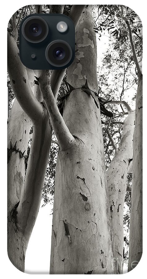 Blackandwhite iPhone Case featuring the photograph Up the Eucalyptus Tree Giant by Lee Craig