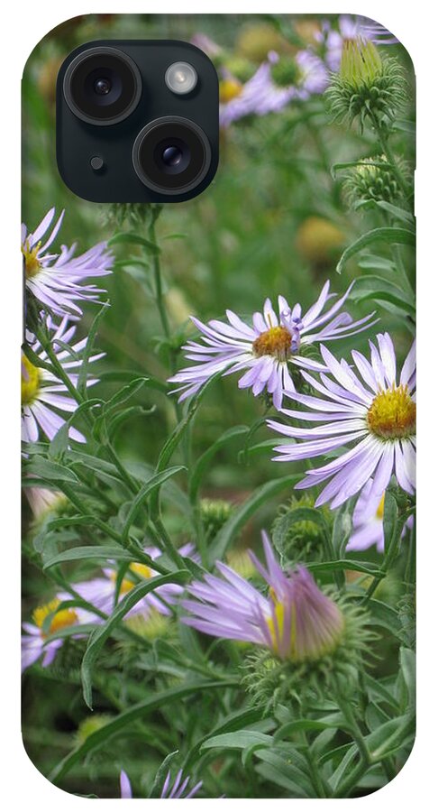Asters iPhone Case featuring the photograph Uplifted Asters by Ron Monsour