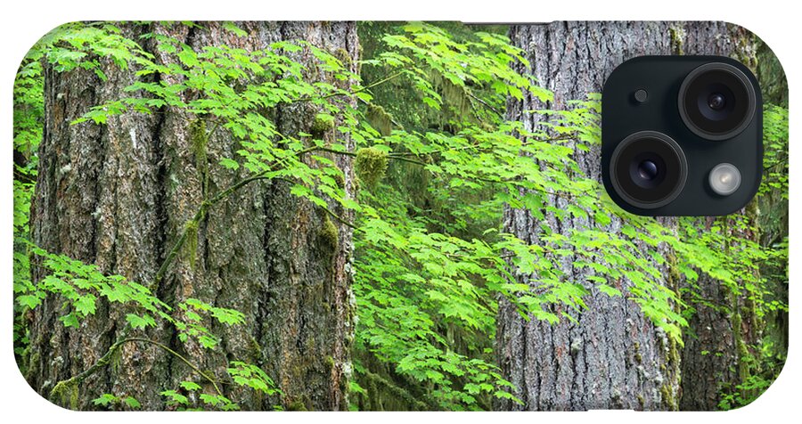 Acer Circinatum iPhone Case featuring the photograph USA, Washington, Olympic National Park by Jaynes Gallery