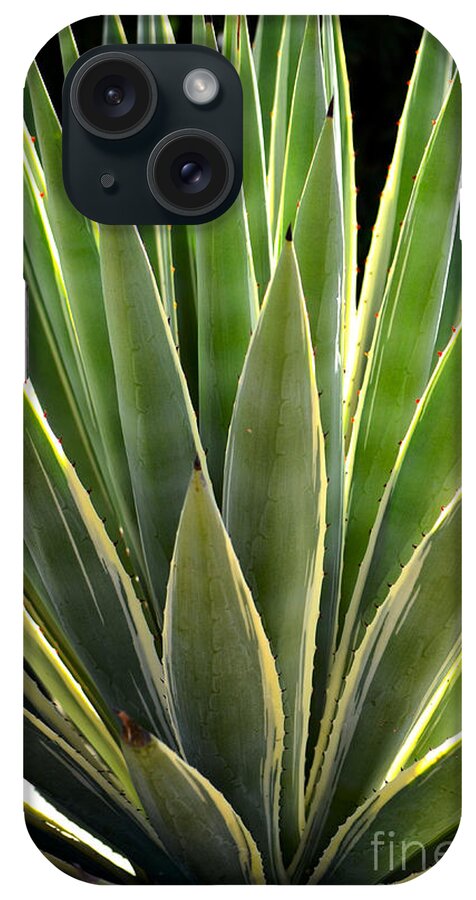 Agave Americana iPhone Case featuring the photograph Variegated Century Plant by Deb Halloran