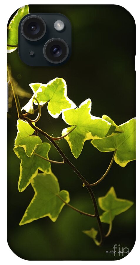Variegated iPhone Case featuring the photograph Variegated Vine by Richard J Thompson 