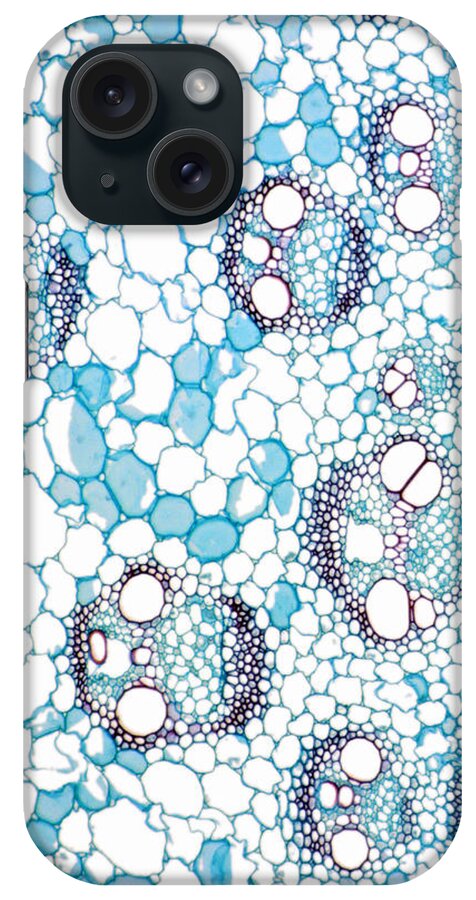 Light Micrograph iPhone Case featuring the photograph Vascular Bundles In A Corn Stem, Lm by Science Stock Photography