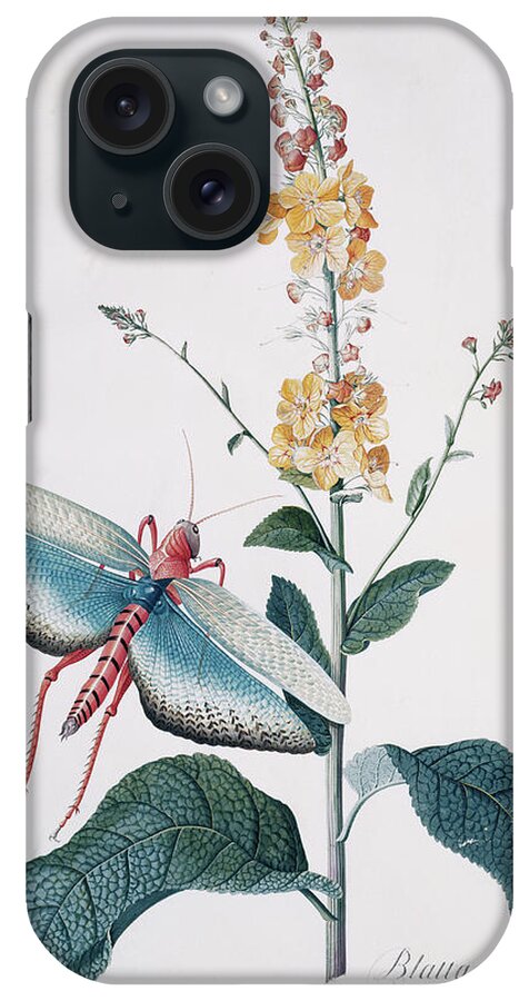 Rusty Mullein iPhone Case featuring the photograph Verbascam Ferrugineum And Grasshopper by Natural History Museum, London/science Photo Library