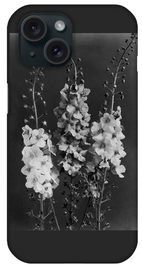 Verbascum Phoeniceum Flowers iPhone Case